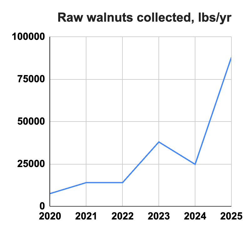 Raw walnuts collected in pounds per year, sharply rising to over 100,000 in 2025.