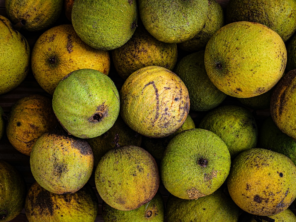 Black walnuts up close