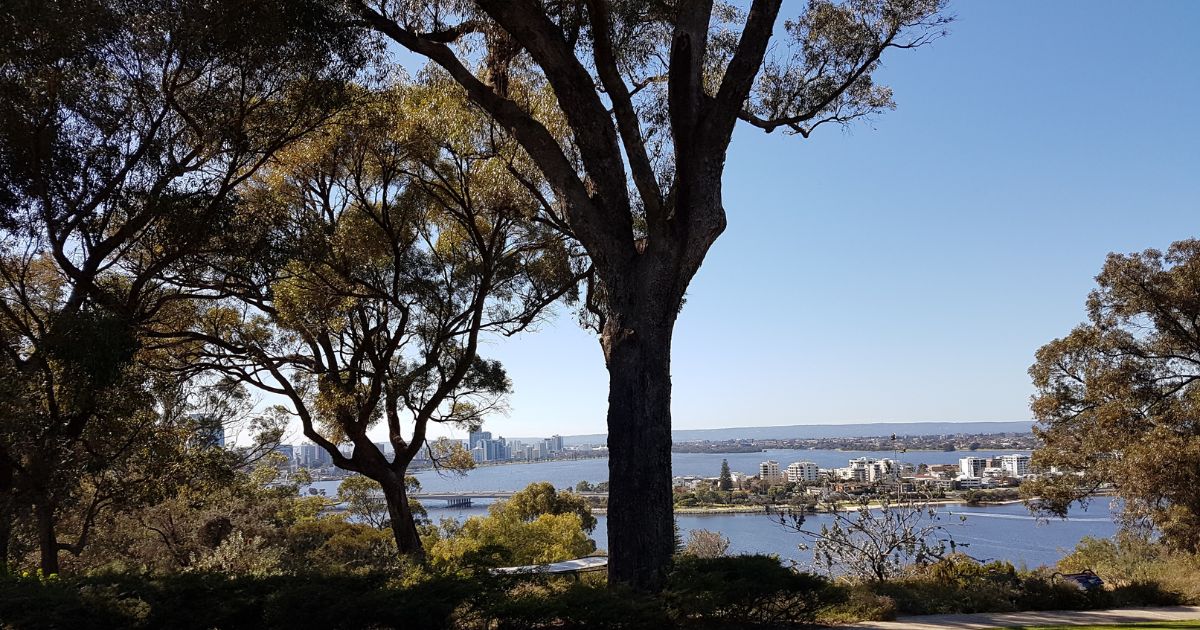 View of Perth from Kings Park by Cathy Bardon