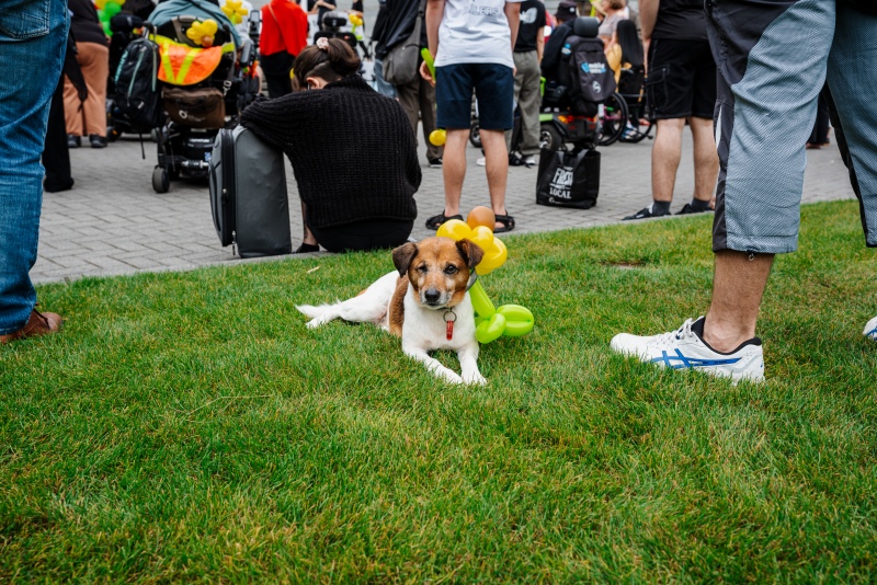 Winking dog with sunflower balloon at Access Matters campaign event, New Zealand Parliament Grounds