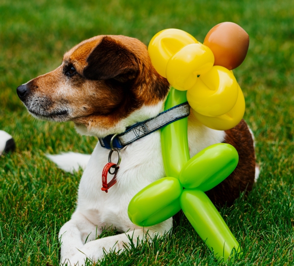 Dog sitting on grass wearing Access Matters campaign event sunflower balloons