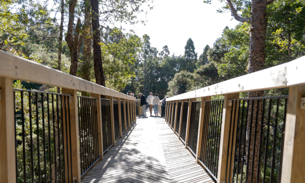 Kauri Glen walk