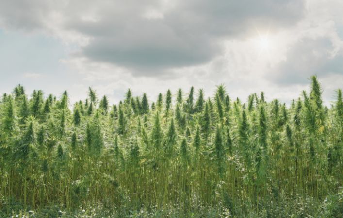 hemp.jpg