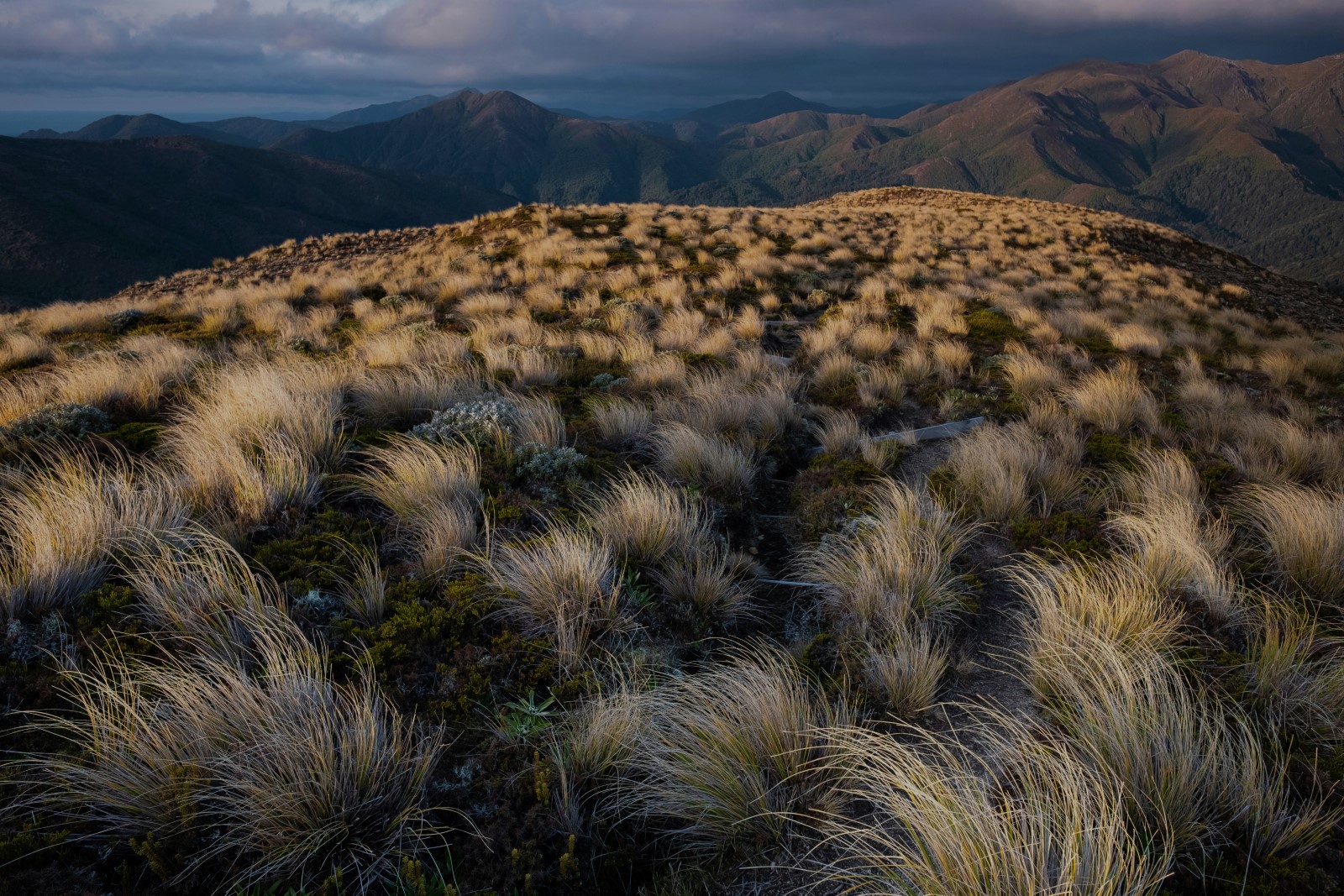 Grass on a hill