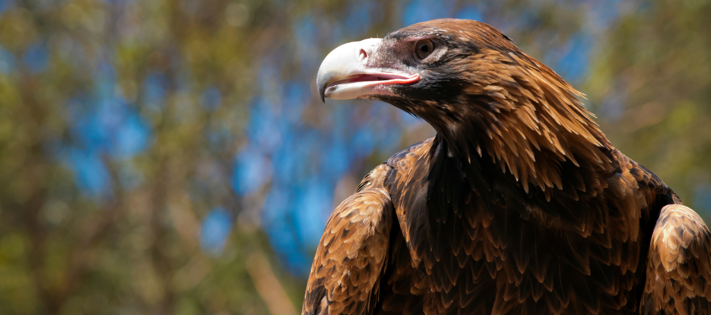 Make a Submission to the Wildlife Act Review
