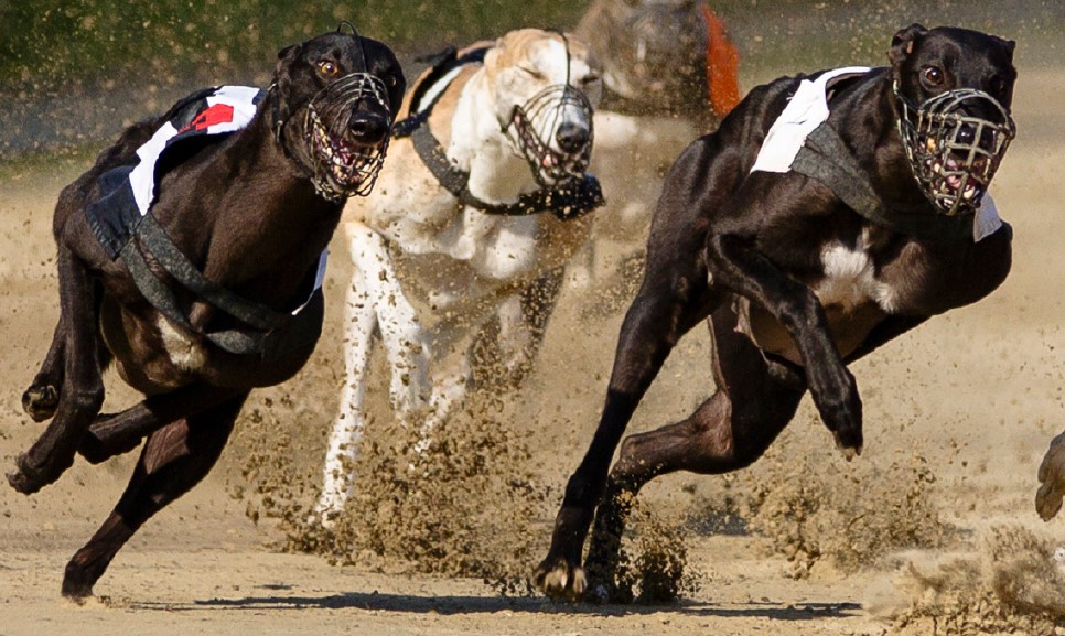 Ban Greyhound Racing Now