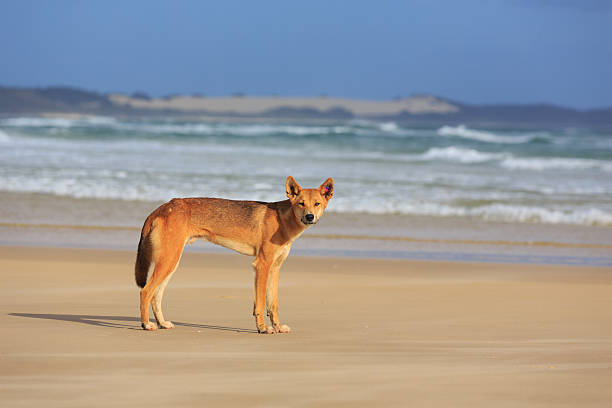 K'Gari Dingoes