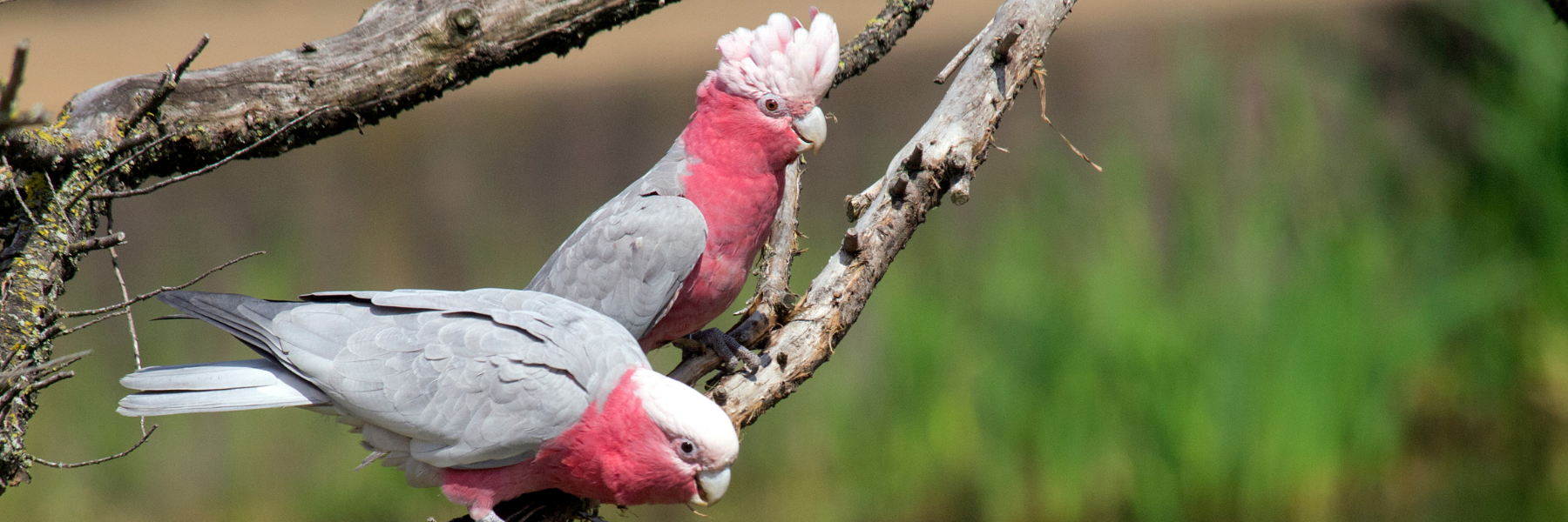 Contact the Animal Justice Party in South Australia