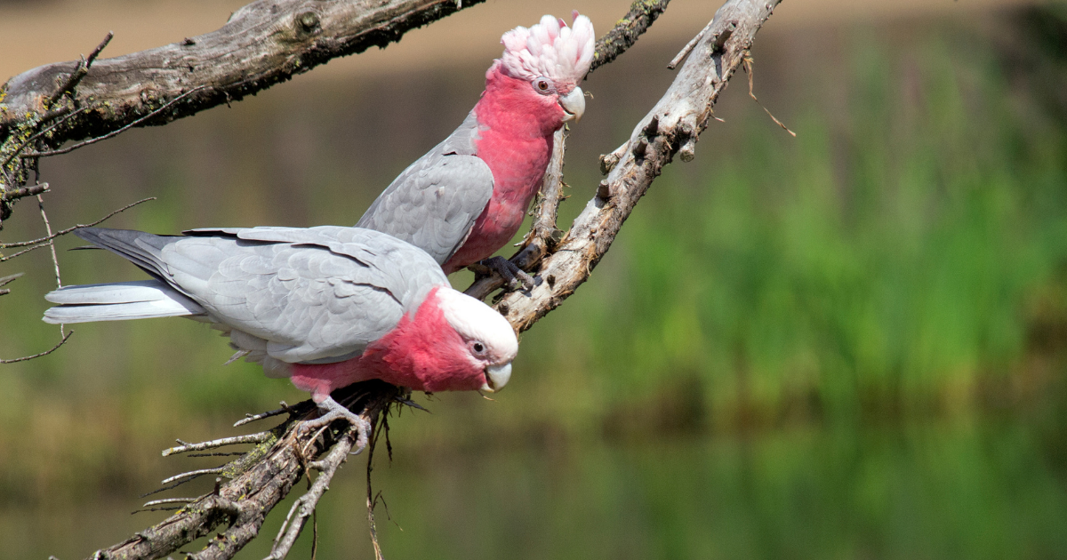 Contact the Animal Justice Party in South Australia