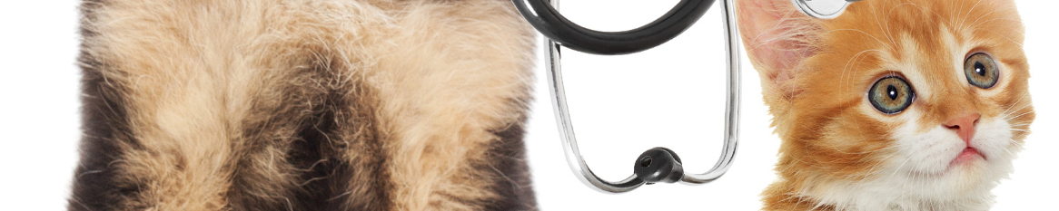 Veticare - A big step forward for SA animals