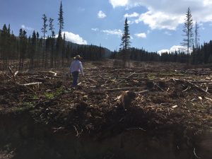clearcut2.jpg