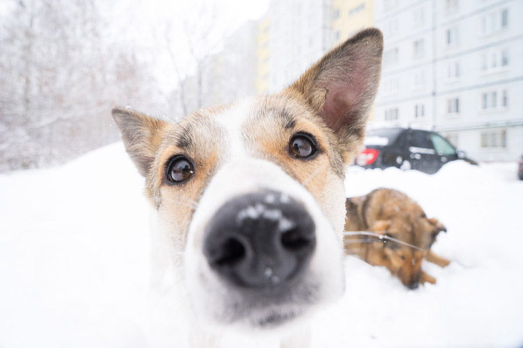 Mamechka, the street dog