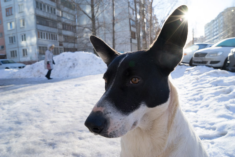 Mama, the street dog