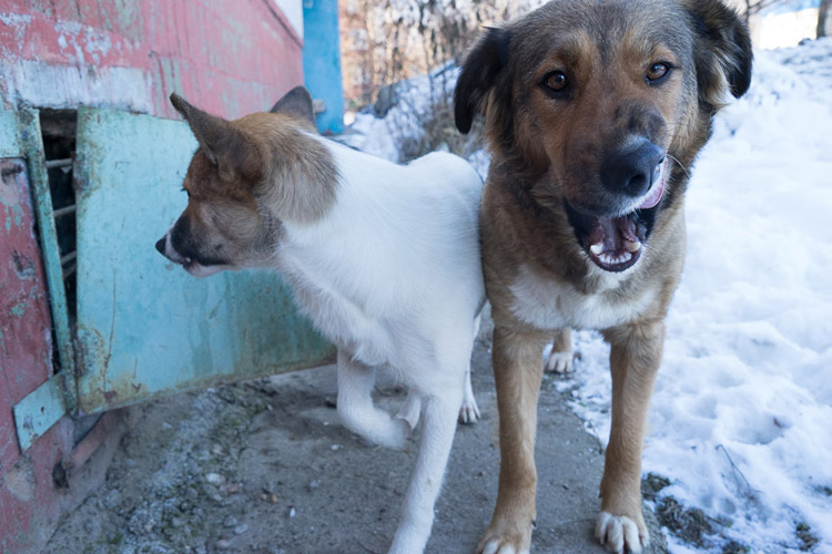 Big Girl, the street dog