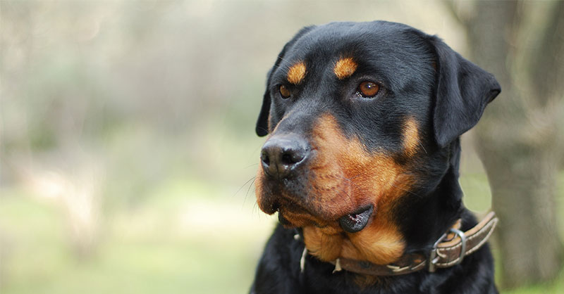 caring rottweiler adopts motherless