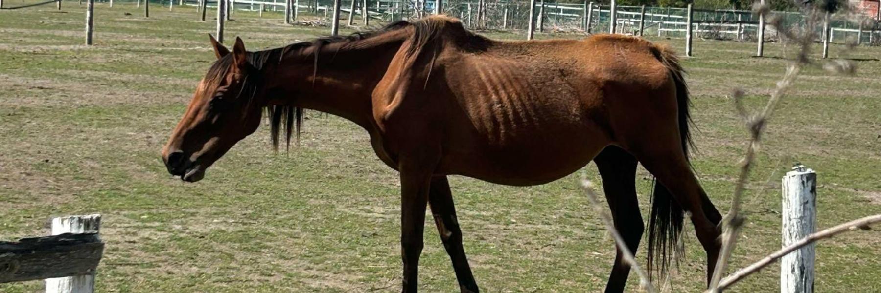 Introduce the Animal Care and Protection Bill