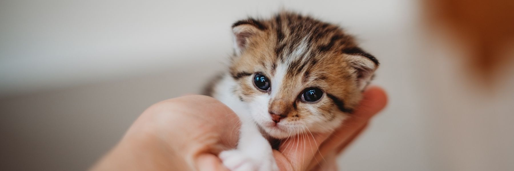 Take Action Against Animal Torture