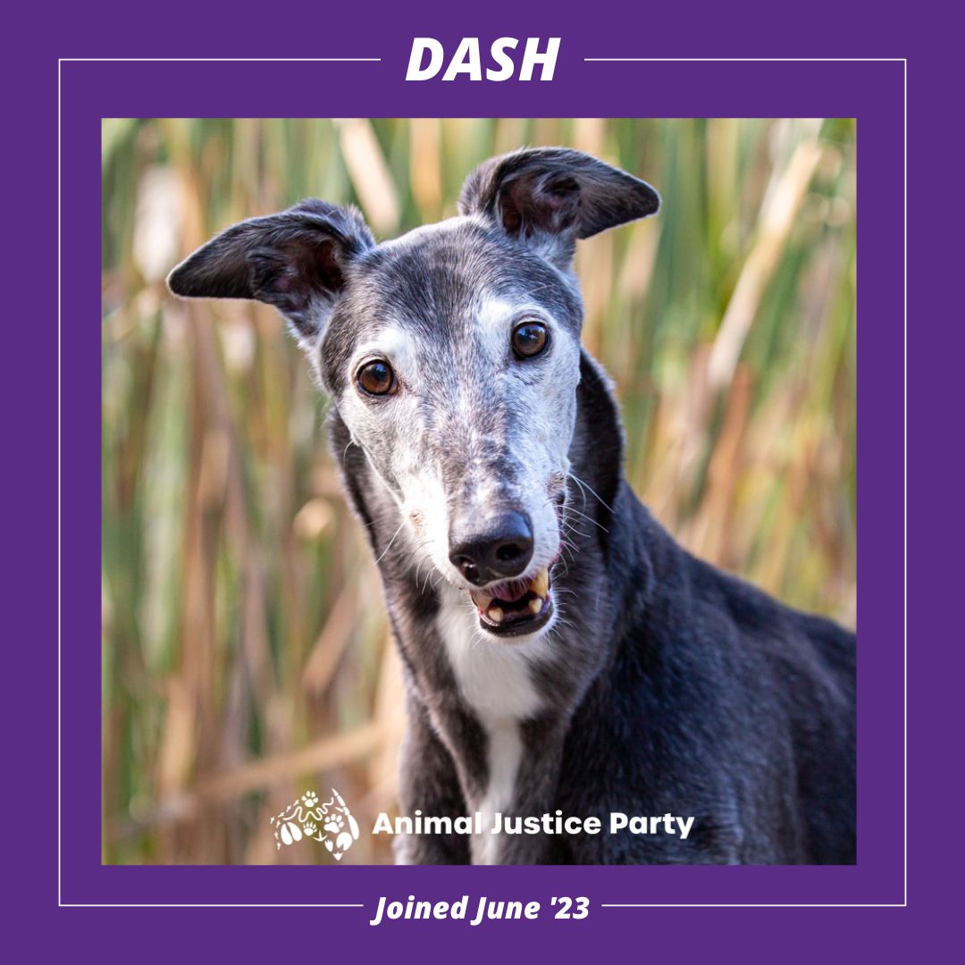 In loving memory of Dash The Greyhound x