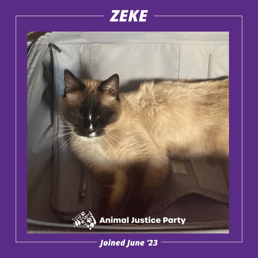 Zeke loved pats and zooming around the house after cat nip