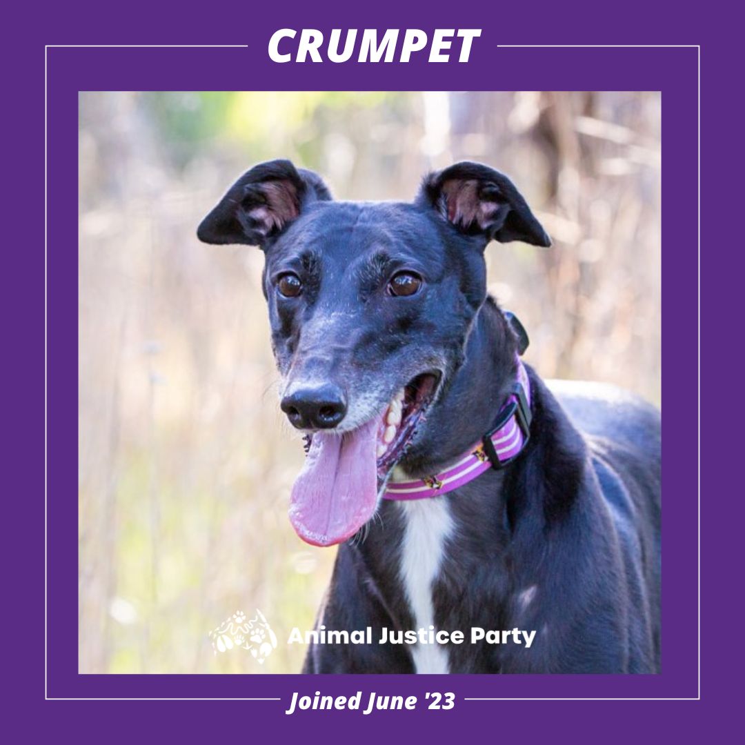 Crossed the rainbow bridge before her time x