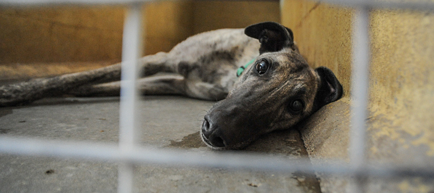 Stop Your Taxpayer Dollars Funding Greyhound Racing