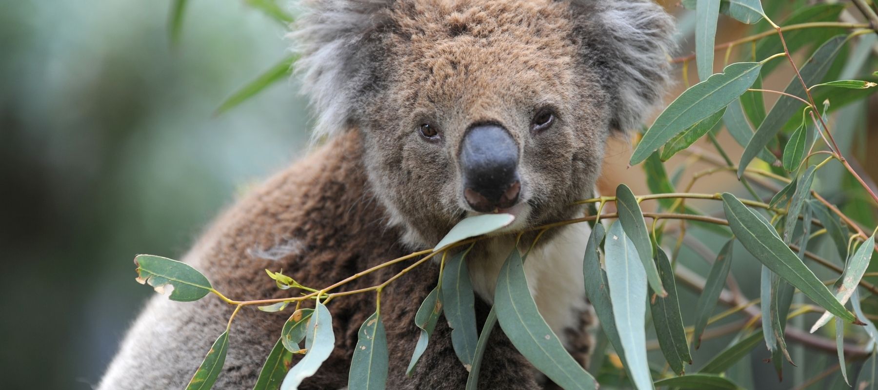 Koalas Slaughtered from Helicopters. Demand an Inquiry!