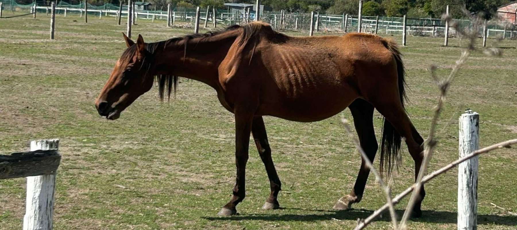 Take Two Powerful Actions for Animal Care and Protection