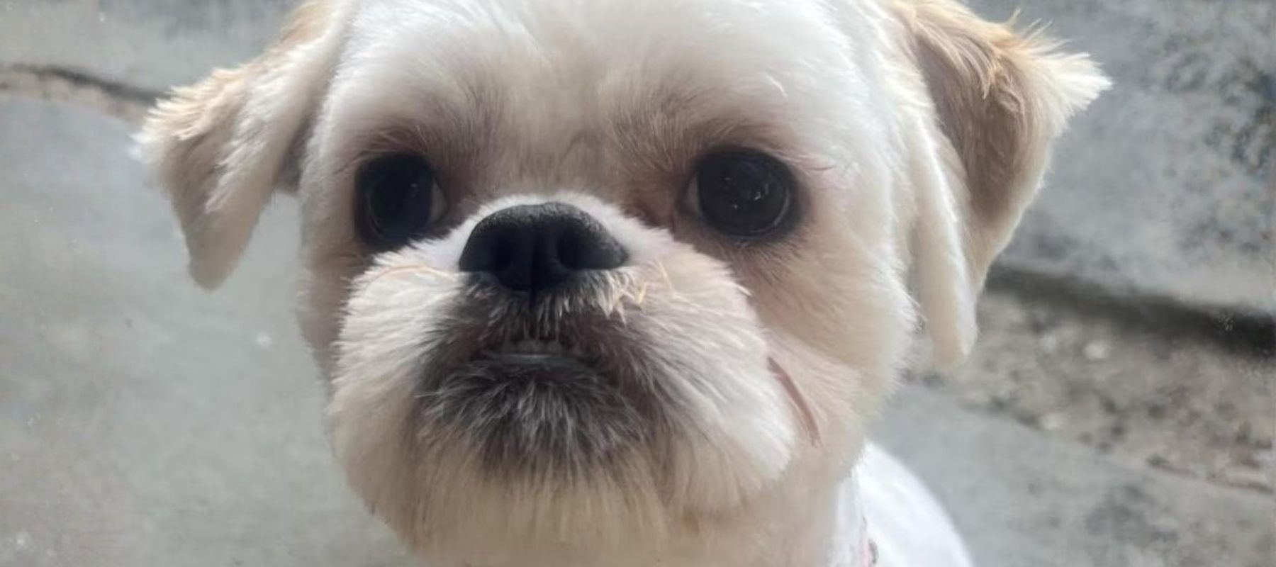 Demand New Laws & Justice for Millie