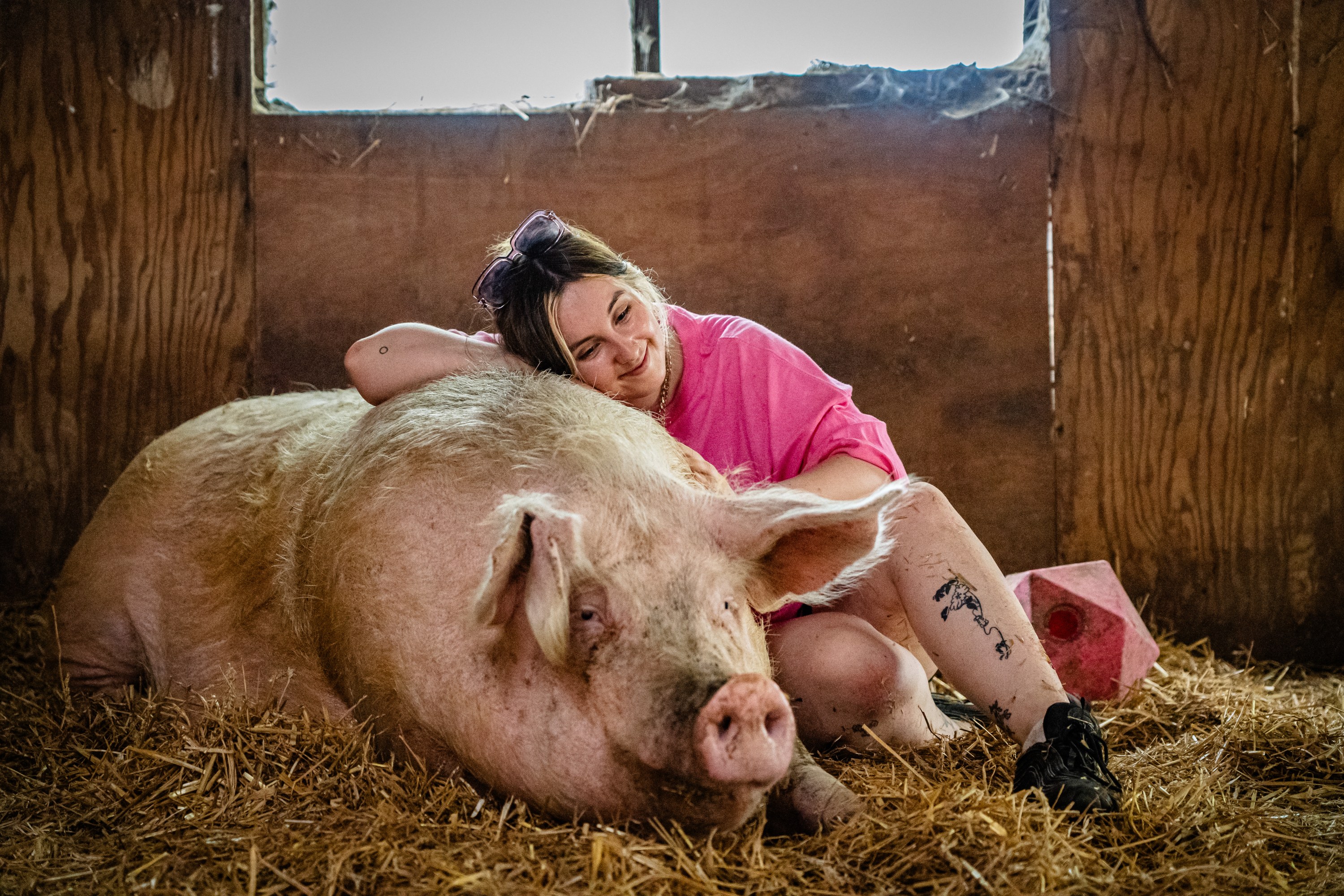 Sleepy pig