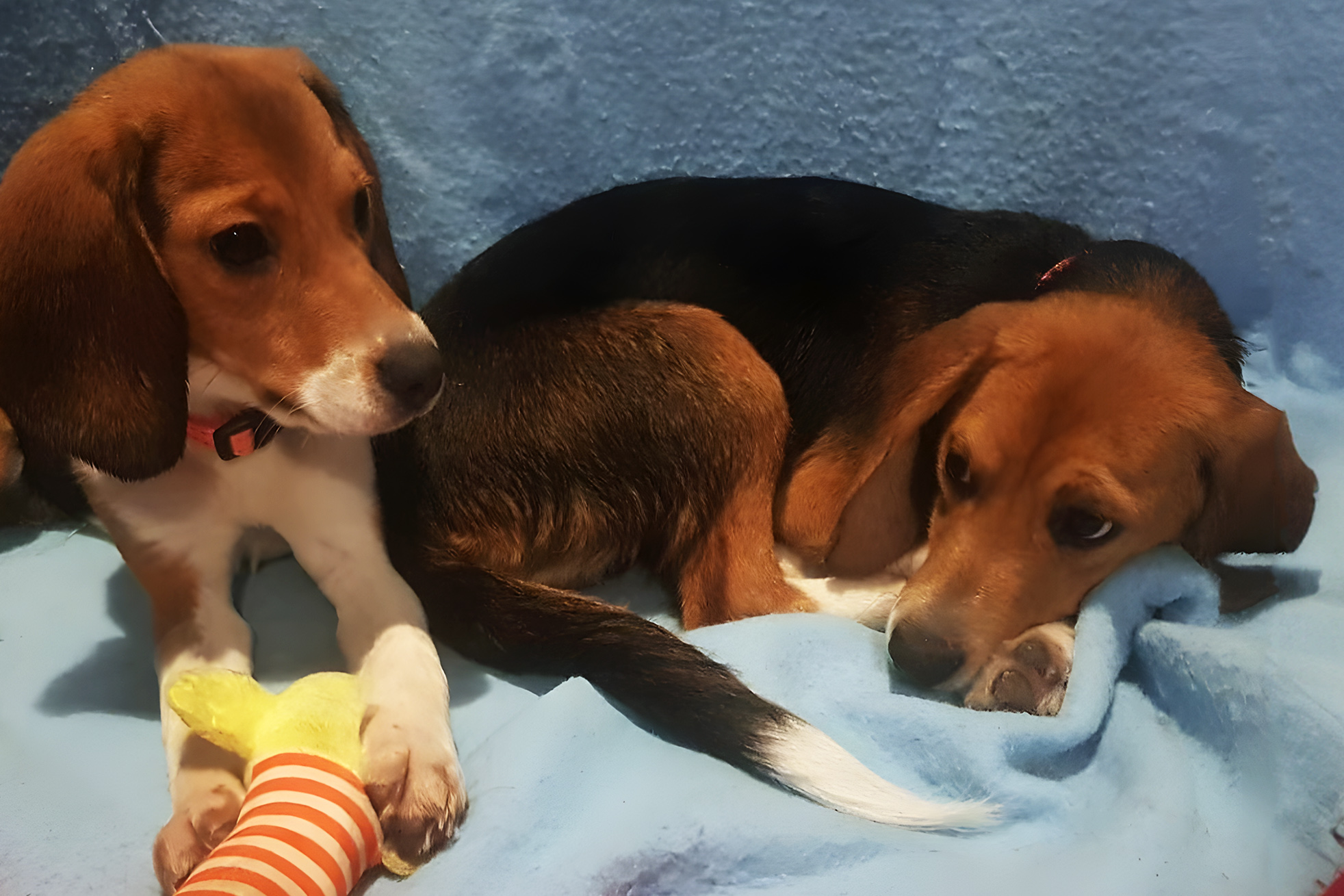 beagles_cropped.jpg