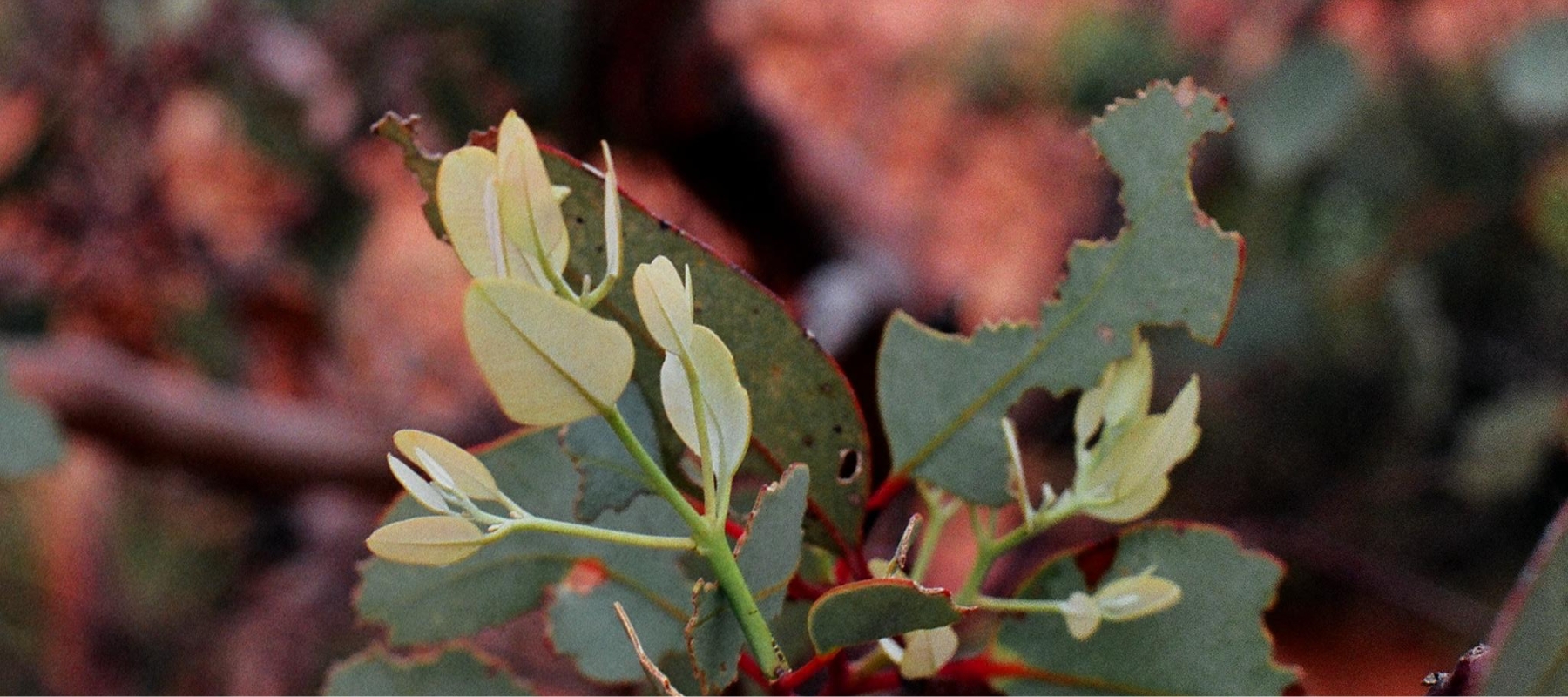 Welcome to the Arid Lands Environment Centre