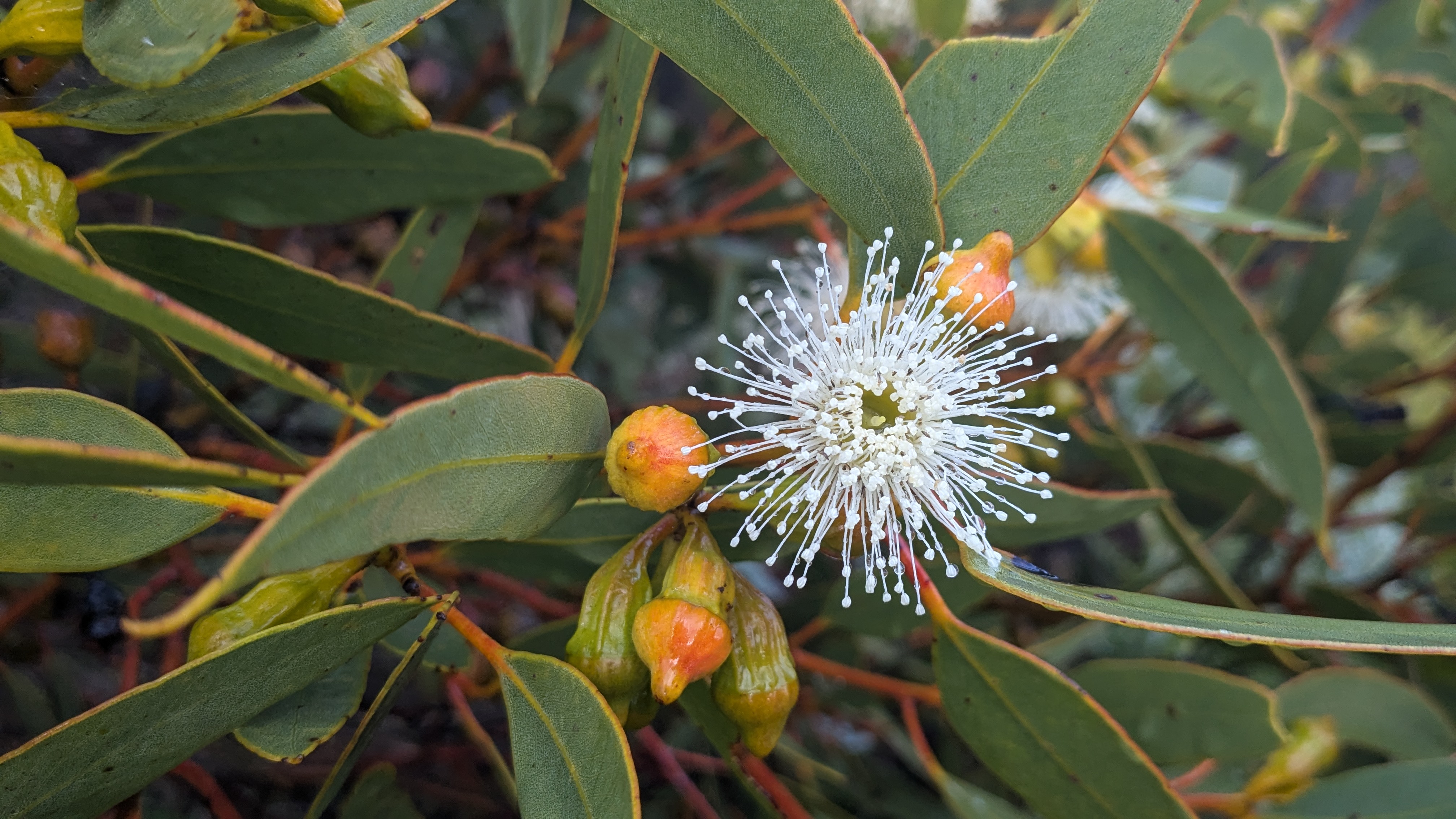 Healthy Futures for Arid Lands and People