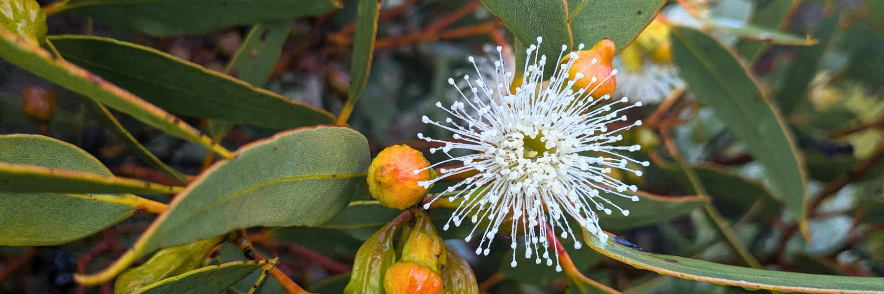Healthy Futures for Arid Lands and People