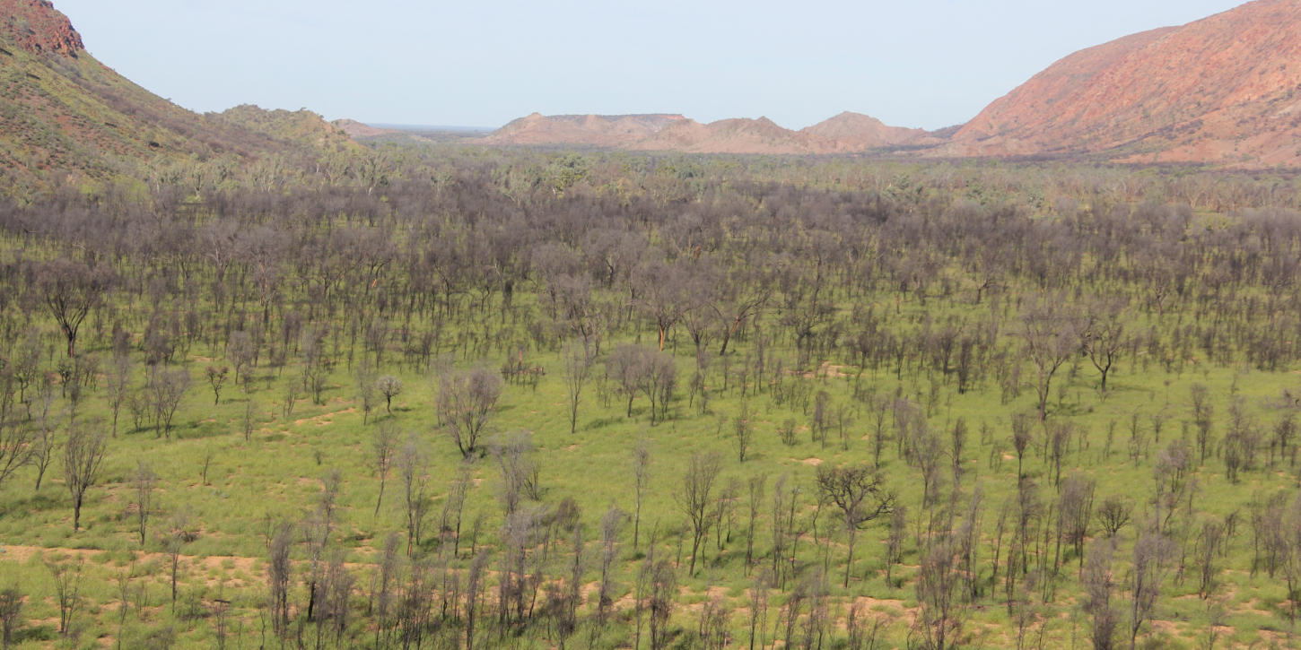 Declare buffel grass a Weed of National Significance