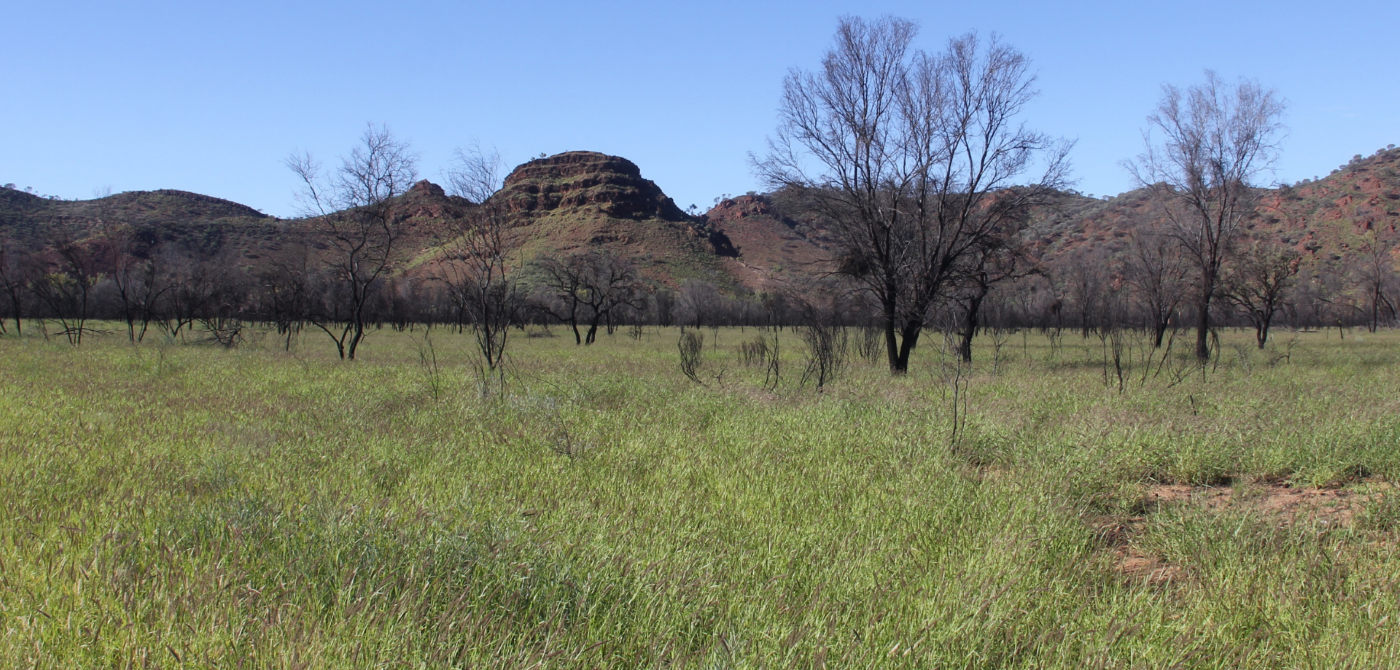 National Buffel Grass Action Now!