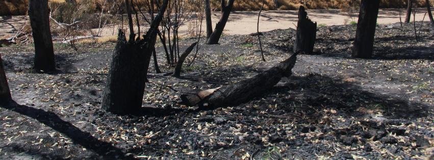Minister Burgoyne makes catastrophic buffel grass decision that puts his own community at risk