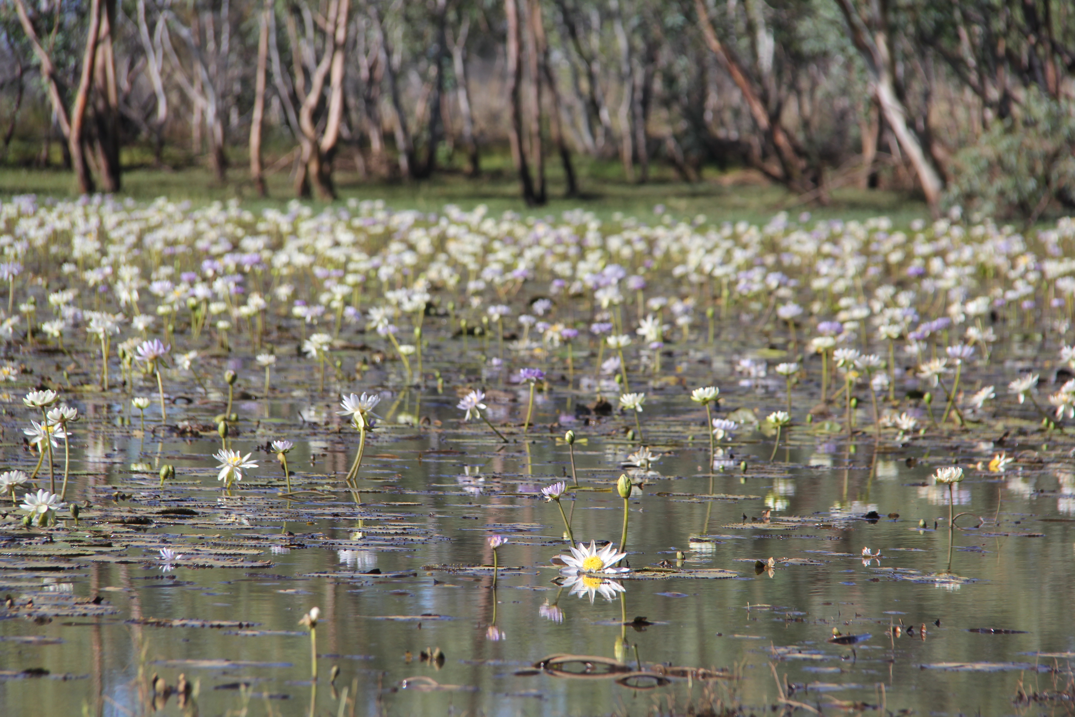 STOP THE SINGLETON GROUNDWATER GRAB