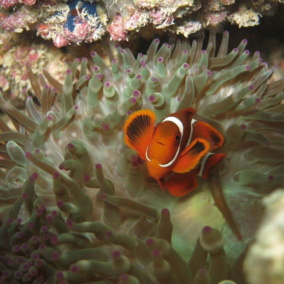 Protect Scott Reef - Action and Conversation Training in Melbourne/Wills
