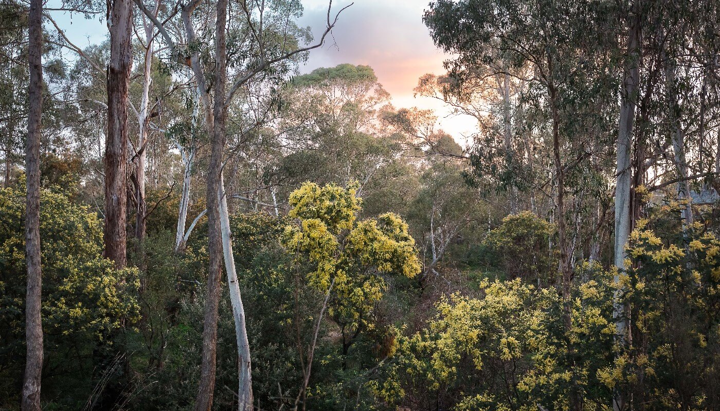 add-your-voice-to-a-petition-australian-conservation-foundation