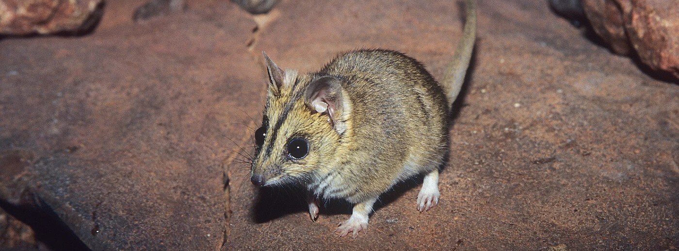 Rediscovering the Julia Creek Dunnart Australian Conservation Foundation