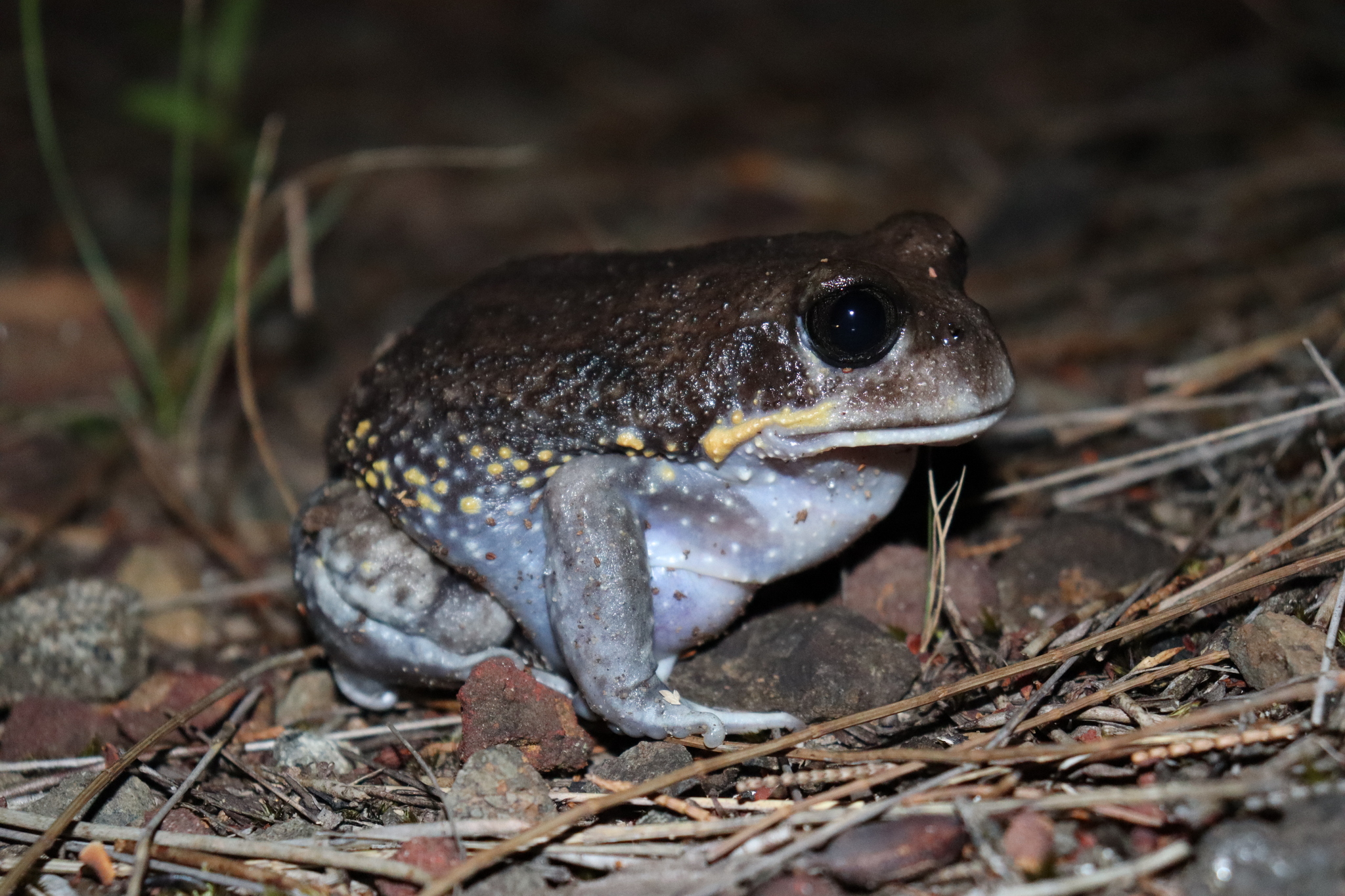 Giant Burrowing Frog. Credit DonglerThongler