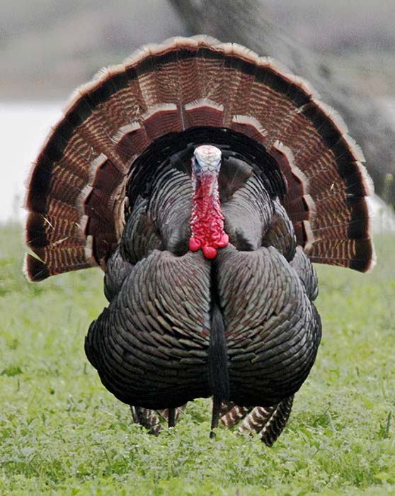 turkey plays poverty card