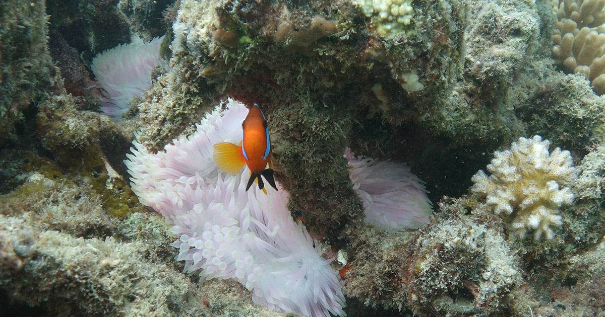 Nemo_on_the_Reef.jpg