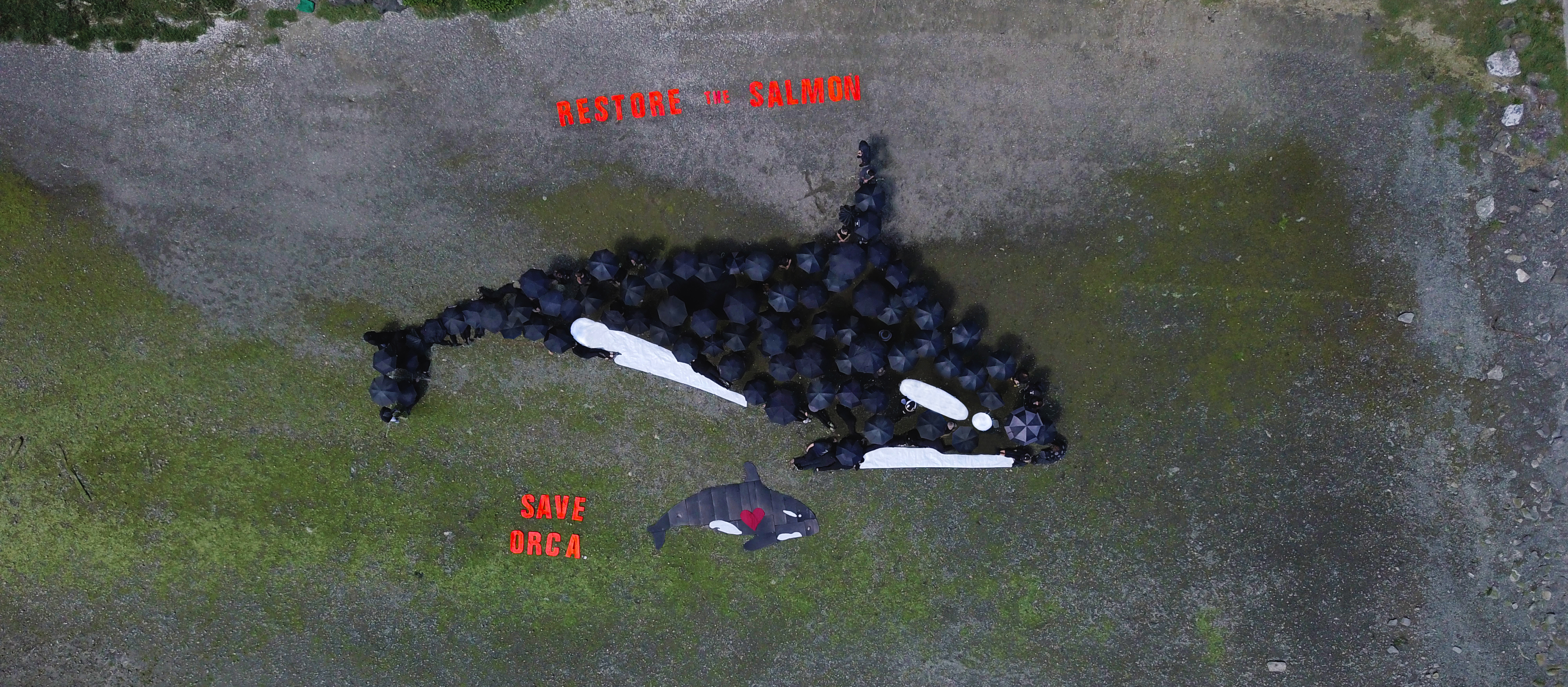 Bainbridge Islanders Gather to Support Southern Resident Orcas