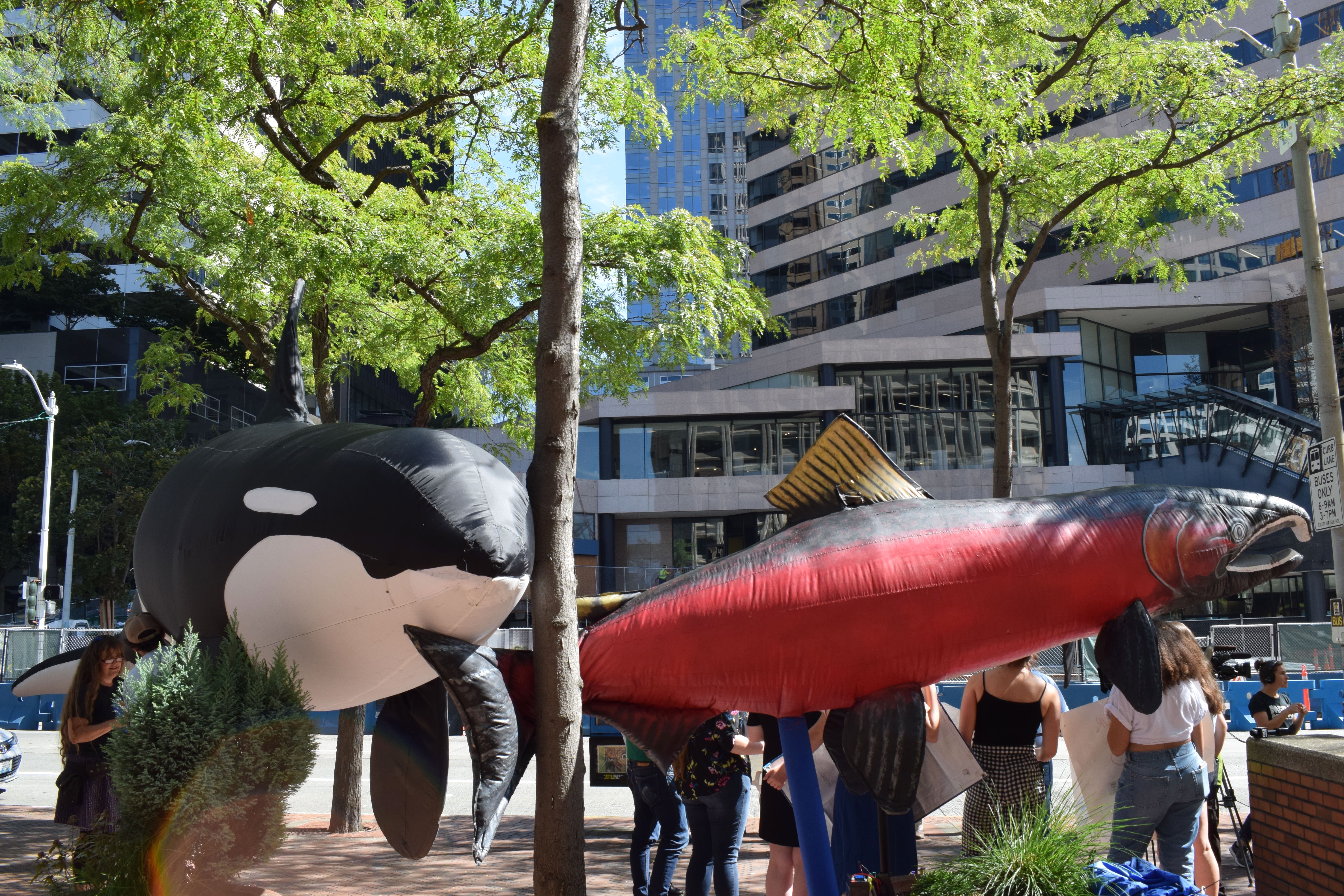 Orca and Salmon Join With Environment WA