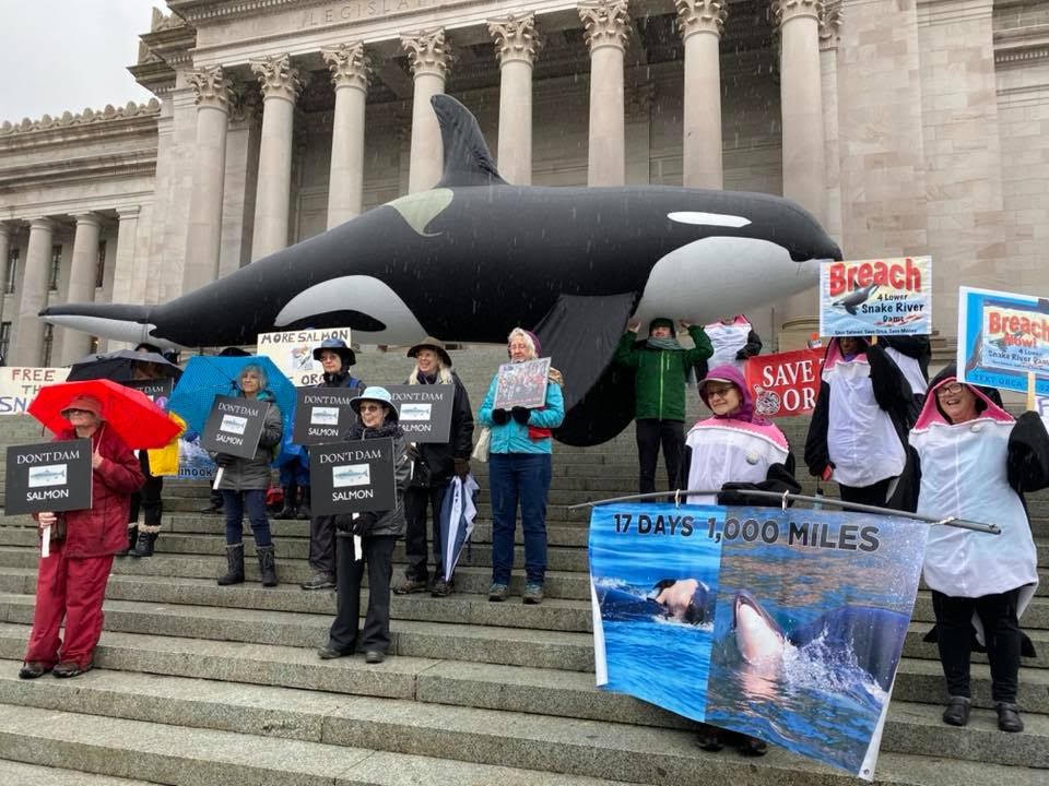 The fight to save Washington's resident orca community continues
