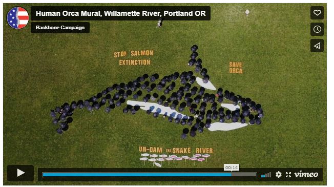 Portland Rally for Salmon: Flotilla, Tribal Speakers, Human Orca Mural 