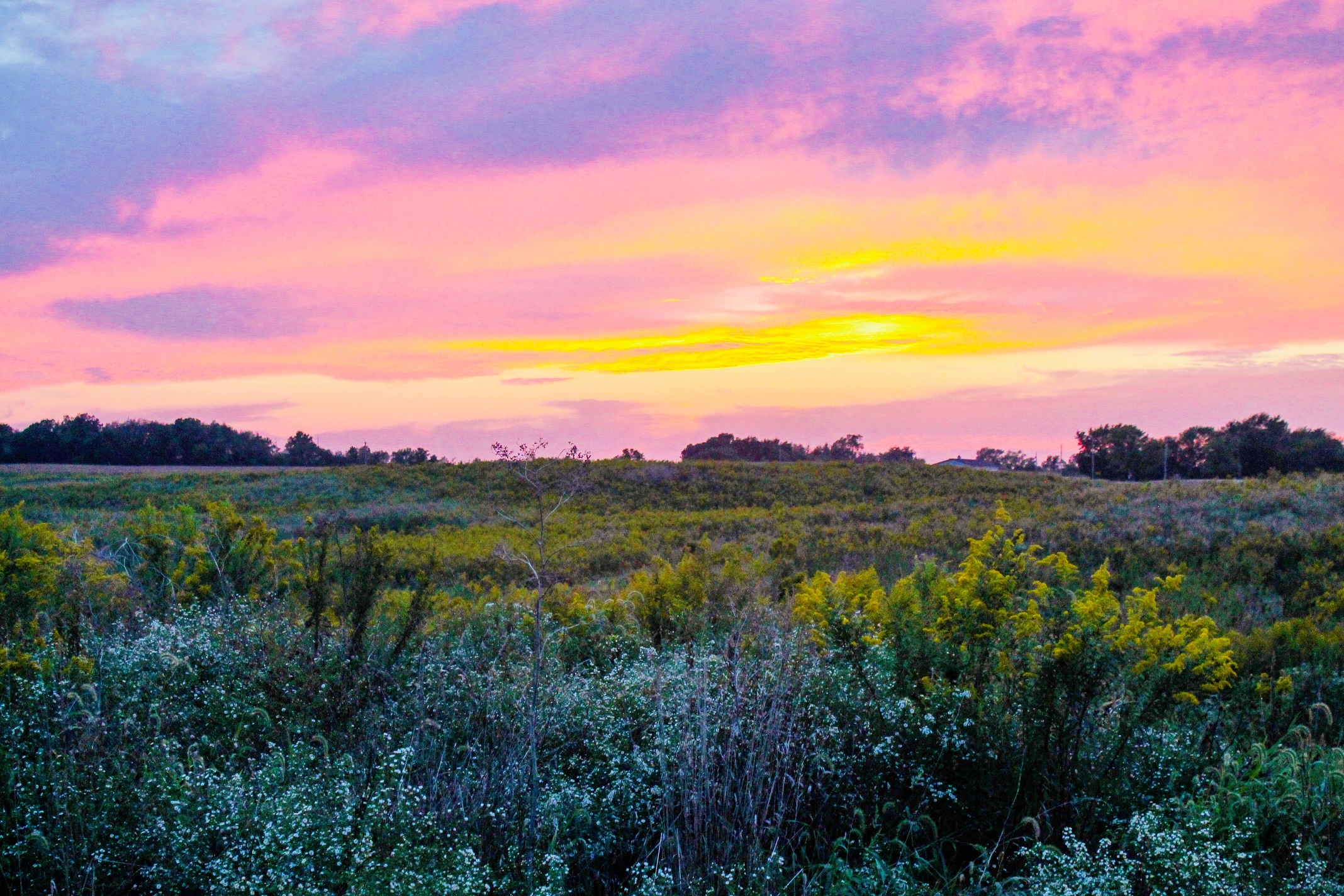 A Voice for Grasslands