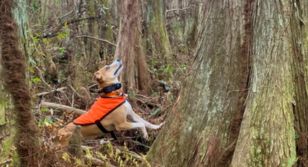 Squirreldog.jpg