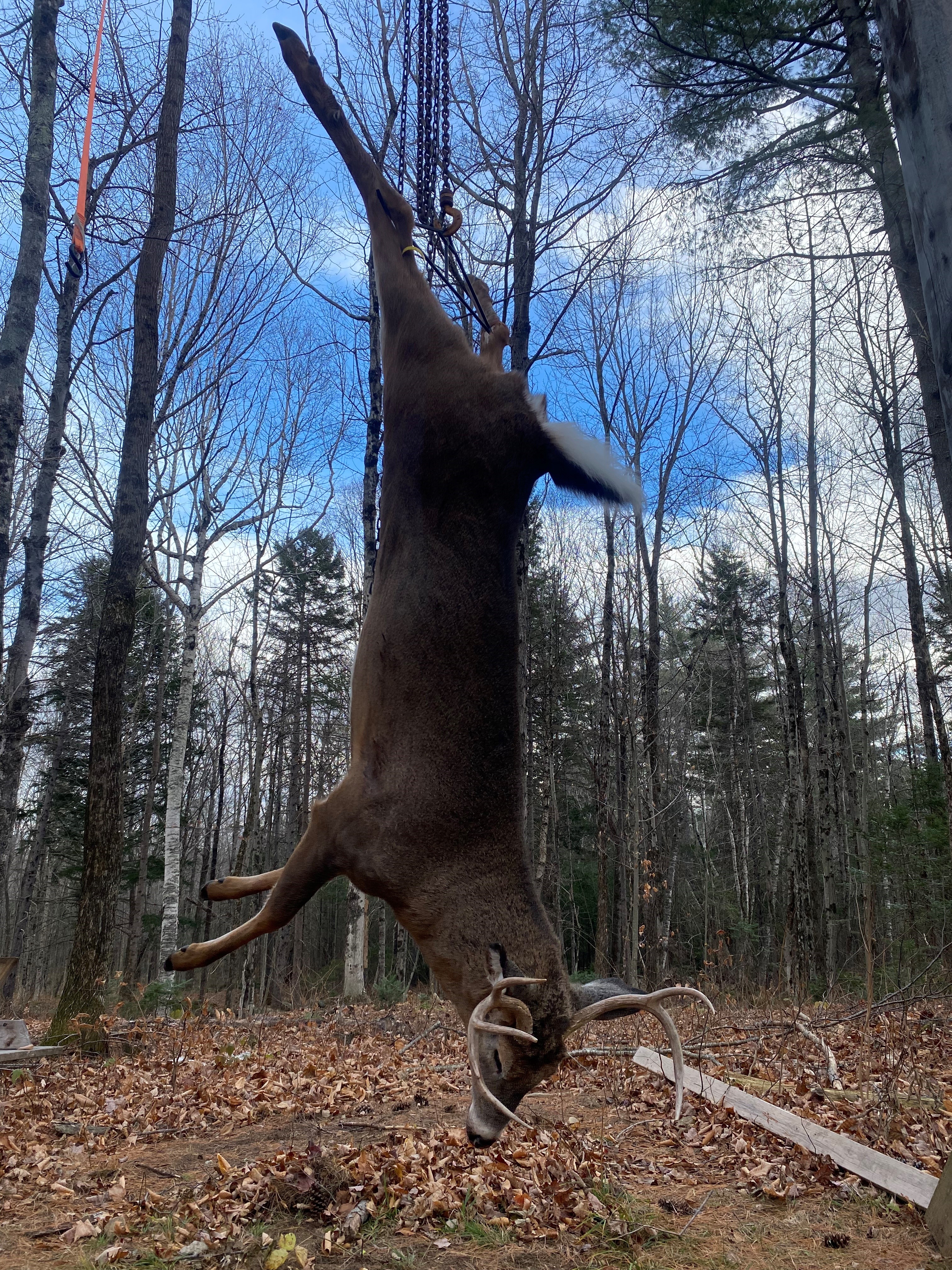 Deer_hanging.jpg